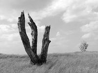 Hoge Veluwe, Holandsko, červenec 2002