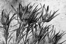 Swartberg Pass, Jihoafrická rep., únor 2010